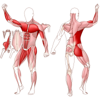 Muskler vid Anatomiskt utfall